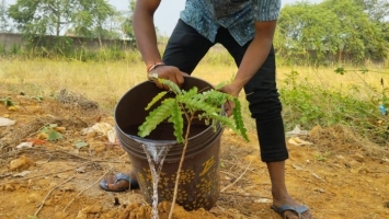 Tree plantation